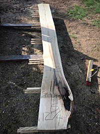 Ambrosia Maple